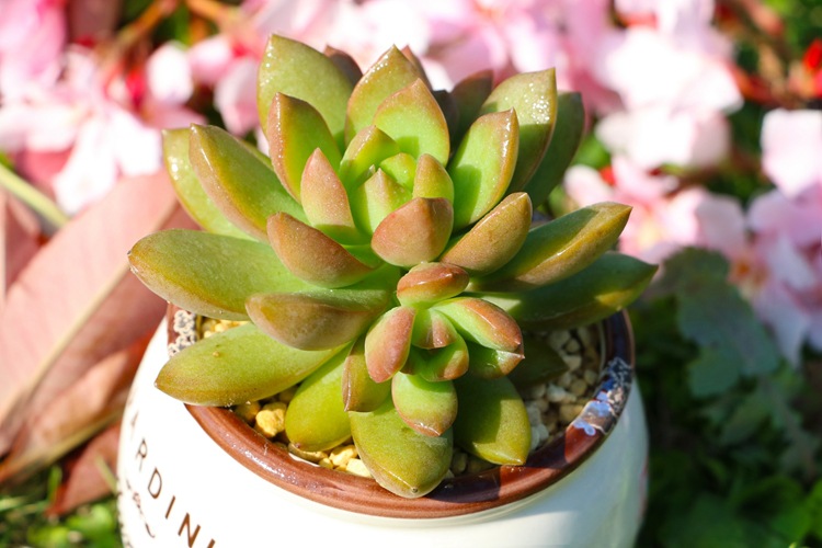 多肉植物批发黄丽多肉肉植物批发花卉绿植迷你盆栽